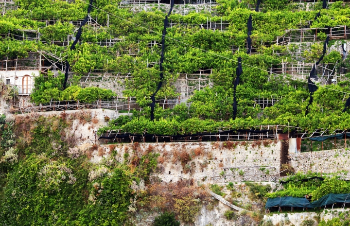 Terraced lemon gardens on the Amalfi Coast